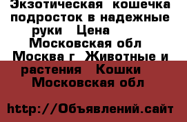 Экзотическая  кошечка-подросток в надежные руки › Цена ­ 100 - Московская обл., Москва г. Животные и растения » Кошки   . Московская обл.